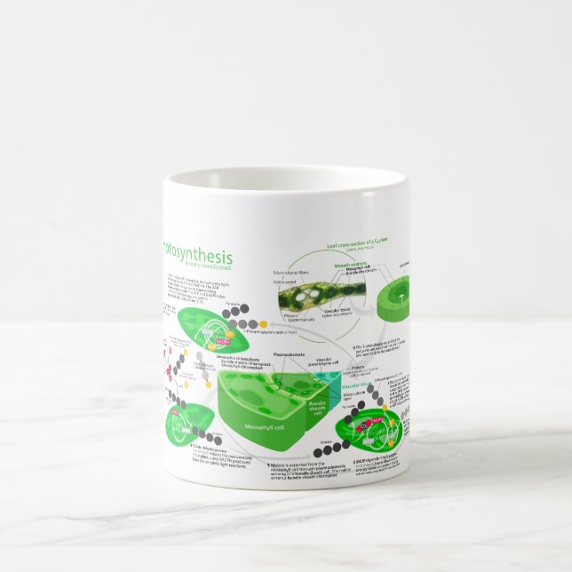 Taza De Café Diagrama de la fotosíntesis C4 (Centro)