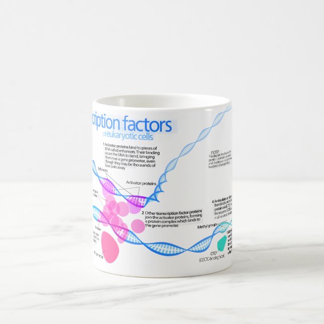 Taza De Café Diagrama de los factores de la transcripción del (Centro)