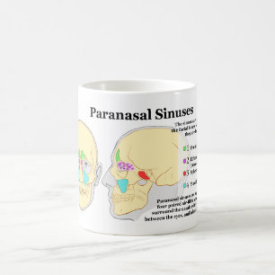 Taza De Café Diagrama de los sinos de Paranasal humanos