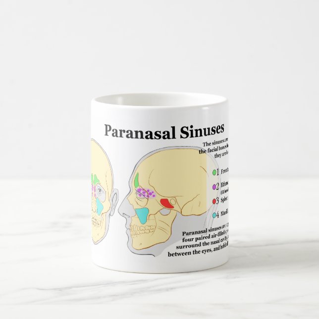 Taza De Café Diagrama de los sinos de Paranasal humanos (Centro)