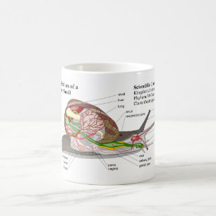 Taza De Café Diagrama de un caracol de jardín común (aspersa 