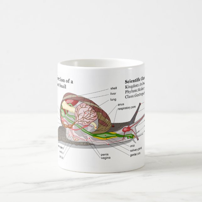 Taza De Café Diagrama de un caracol de jardín común (aspersa de (Centro)