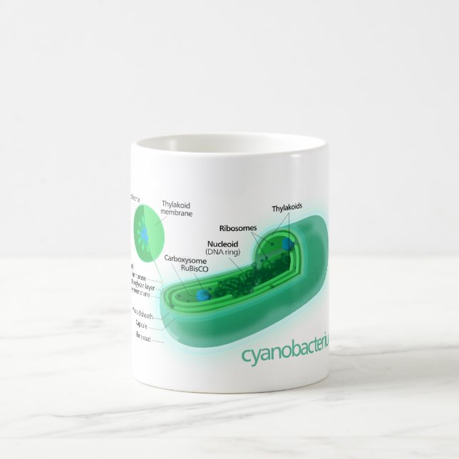Taza De Café Diagrama de una célula típica del Cyanobacteria (Centro)