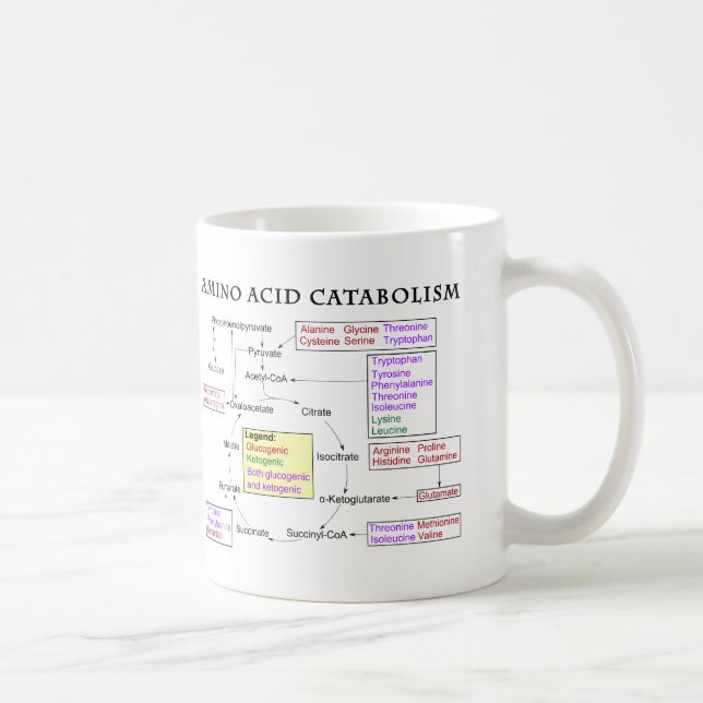 Taza De Café Diagrama del catabolismo del aminoácido (Derecha)