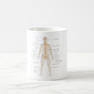 Taza De Café Diagrama del cuerpo del sistema nervioso humano