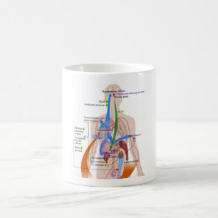 Taza De Café Diagrama del cuerpo humano del sistema renina-angi