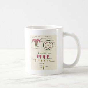 Taza De Café Diagrama floral