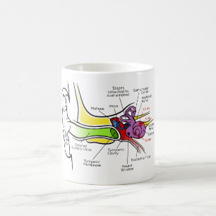 Taza De Café Diagrama humano del oído con el trazado coclear d
