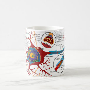 Taza De Café Diagrama Neurona Completa Celula Nerviosa Sistema 
