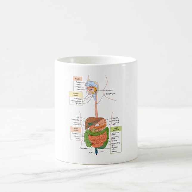 Taza De Café Diagrama Sistema digestivo gastrointestinal humano (Centro)