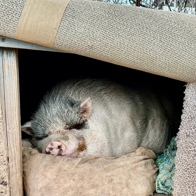 Taza De Café Dos lados de un oso polar (Subido por el creador)