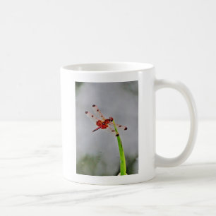 TAZA DE CAFÉ DSC00029.JPG