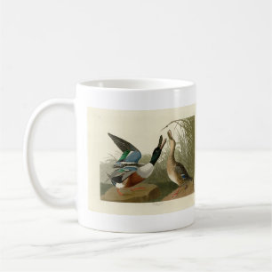 Taza De Café Duck Shoveller - de los pájaros de América de Audu