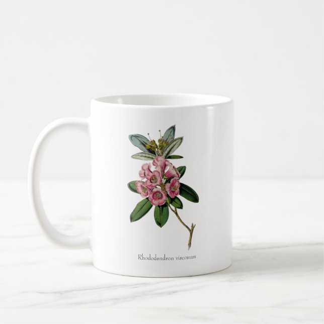 Taza De Café Dulces olores del verano: Rhododendron viscosum Mu (Izquierda)