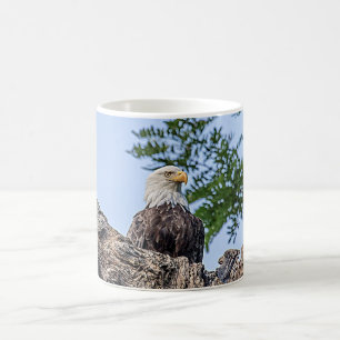 Taza De Café Eagle calvo en una rama de árbol