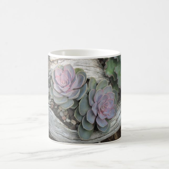 Taza De Café Echeveria Succulent Mug (Centro)
