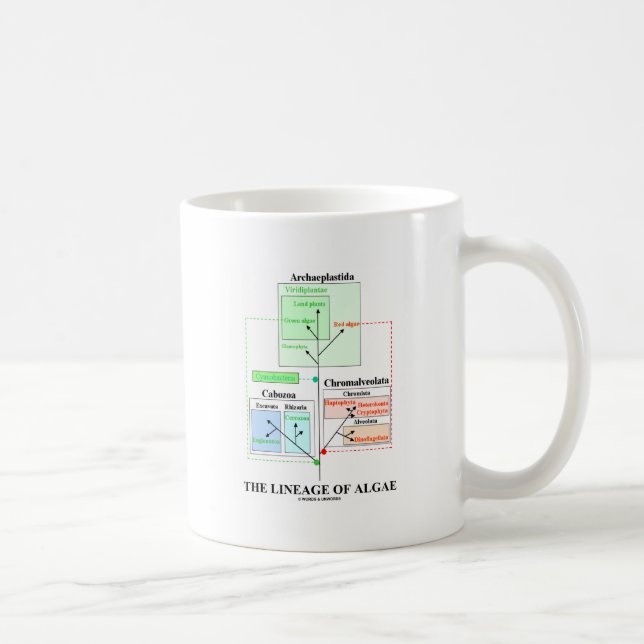 Taza De Café El linaje de algas (Derecha)