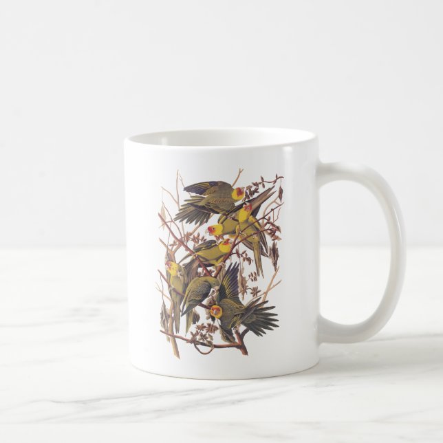Taza De Café El paracaídas de Carolina de Audubon (Derecha)