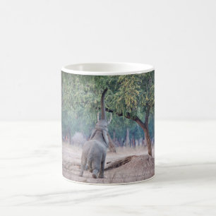 Taza De Café Elefante llegando al árbol de Acacia