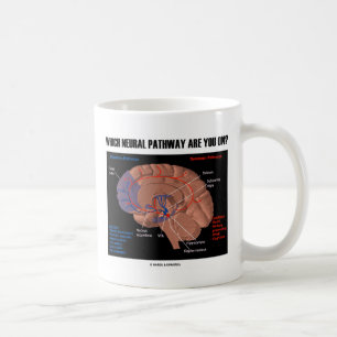 Taza De Café ¿En Qué Camino Neural Estás?