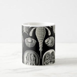 Taza De Café Ernst Haeckel Aspidonia