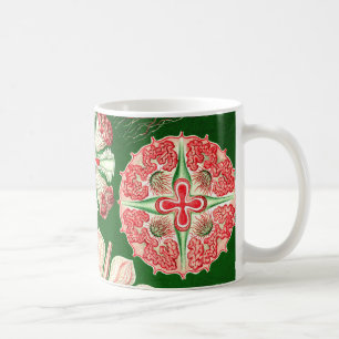 Taza De Café Ernst Haeckel Discomedusae (Aurelia)