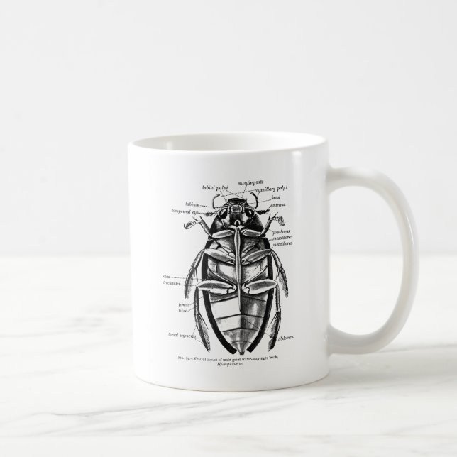 Taza De Café Escarabajo del limpiador de Hydrophilidae de la (Derecha)