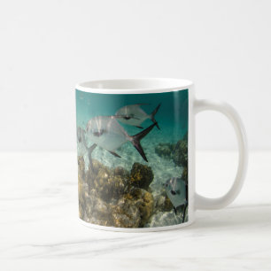 Taza De Café Escuela de peces permitidos