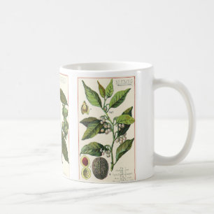 Taza De Café Especias Hierbas Antiguas, Clavos, Pimienta Negra,