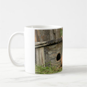 Taza De Café Estafa de café de ardilla