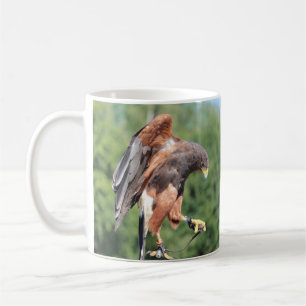 Taza De Café Falconry, Jsed Harris Hawk