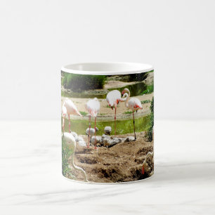 Taza De Café Flamencos y crías