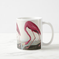 Flamingo rosa de Birds of America