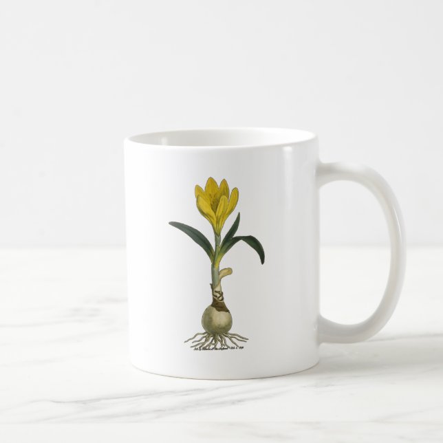 Taza De Café Flor Jardín Botánico Amaryllis Tulip (Derecha)