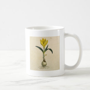 Taza De Café Flor Jardín Botánico Amaryllis Tulip