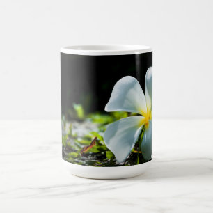 Taza De Café Flor tropical blanca (frangipani) cerca