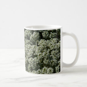 Taza De Café Flores dulces de alyssum florales blancas