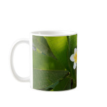 Flores fragantes de Frangipani