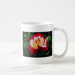 Taza De Café Flujo blanco híbrido de "Andeli" del rosa de té