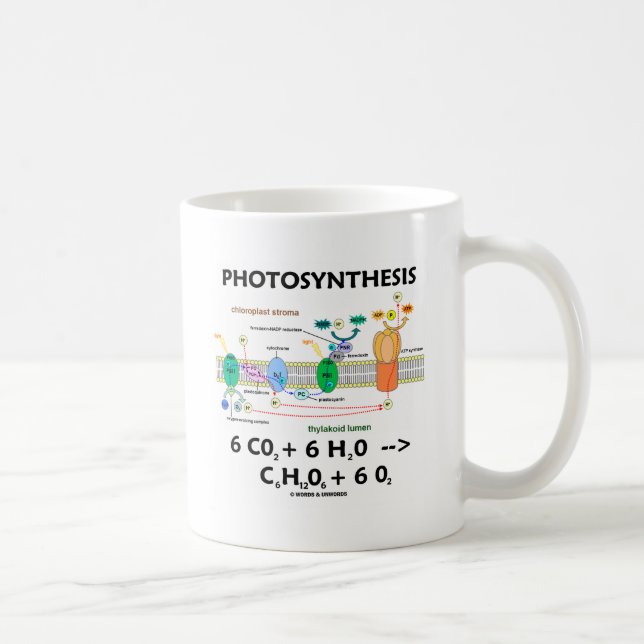 Taza De Café Fórmula de fotosíntesis (química) (Derecha)