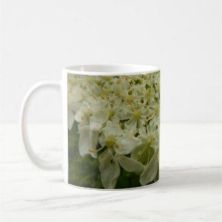 Taza De Café Foto de flor silvestre de la zanahoria de la Reina