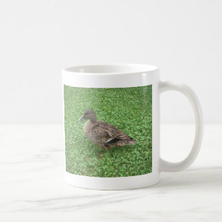 Taza De Café Foto de la hembra del pato del pato silvestre