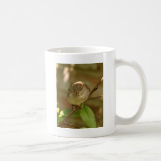 Taza De Café Foto del gorrión