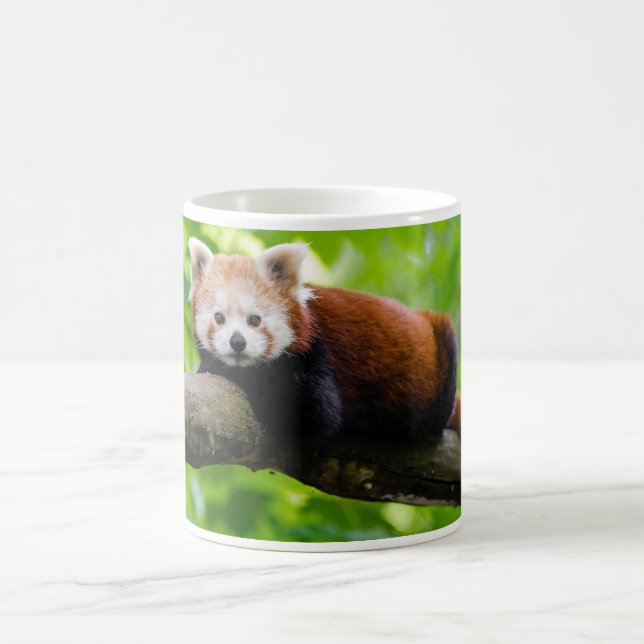 Taza De Café Foto del oso panda rojo (Centro)