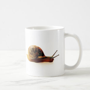 Taza De Café Fotografía de caracol de jardín en la naturaleza