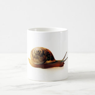 Taza De Café Fotografía de caracol de jardín en la naturaleza