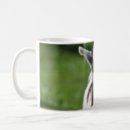 Taza De Café Fotografía de la cabra joven