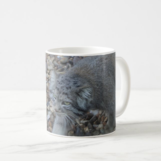 Taza De Café Fotografía del Zoológico - Pallas Cat (Manul) (Anverso derecho)