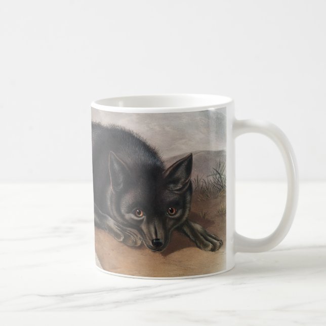 Taza De Café Fox negra o plateada estadounidense (Vulpes fulvus (Derecha)