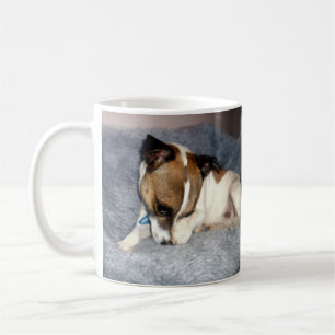 Taza De Café Fox Terrier, Oh Muy Shy, Café Blanco.